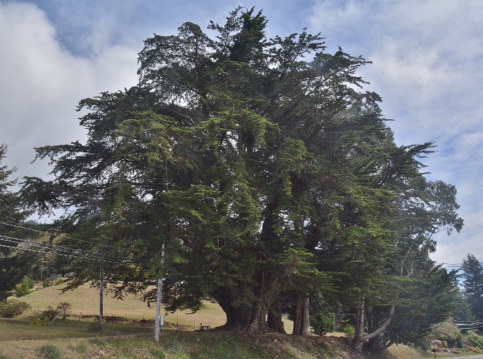Oregon's largest Monterey Cypress tree